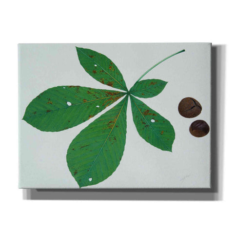 Image of 'Horse Chestnut' by Zigen Tanabe, Giclee Canvas Wall Art