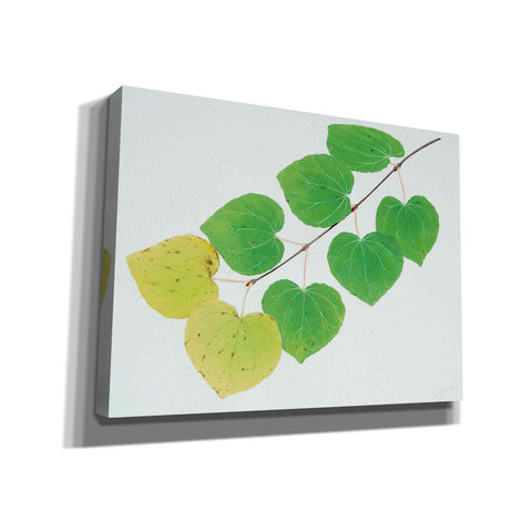 Image of 'Katura' by Zigen Tanabe, Giclee Canvas Wall Art