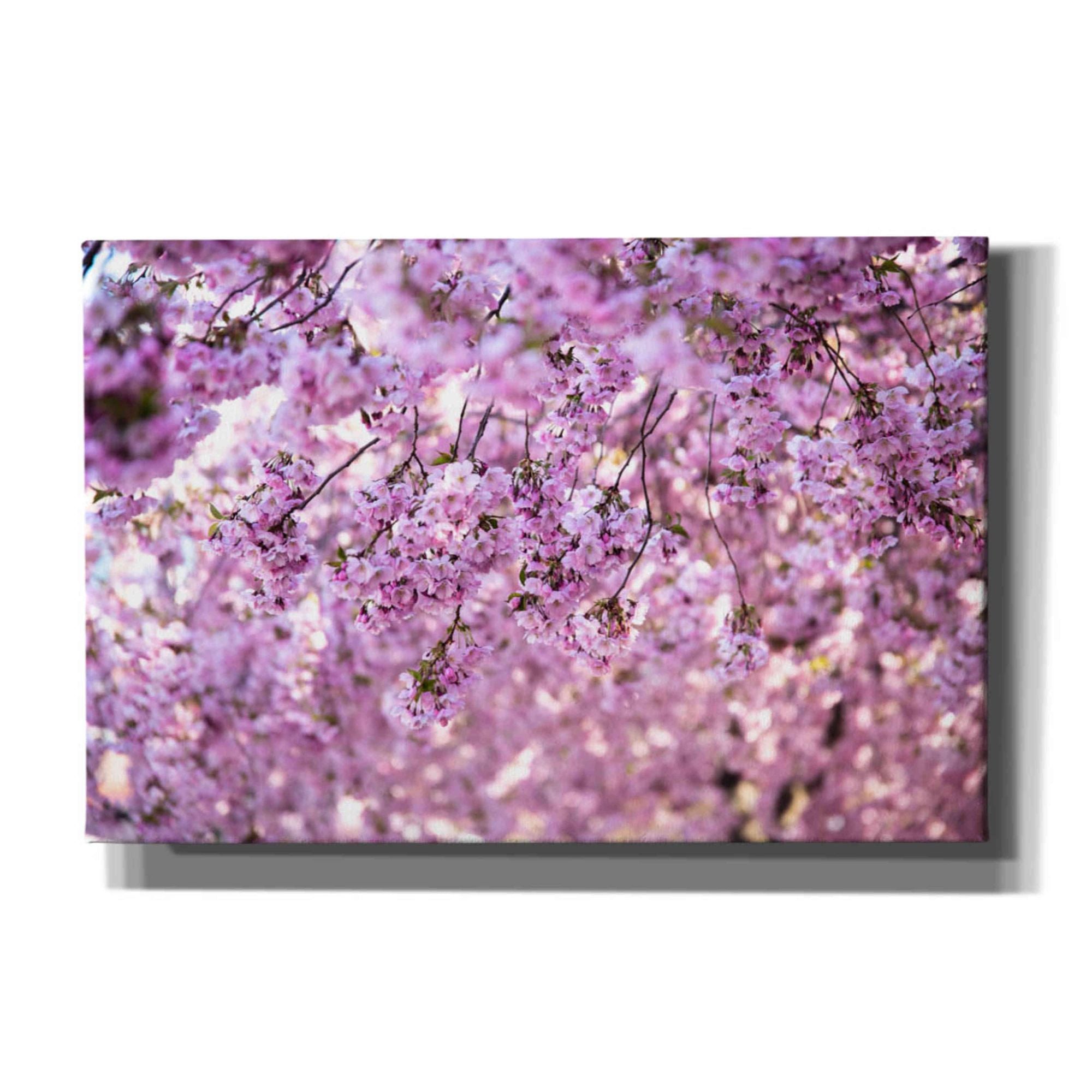 'Cherry Blossom Flowers' by Nicklas Gustafsson Canvas Wall Art