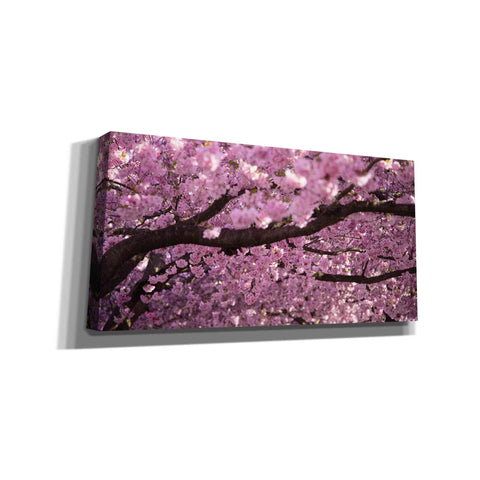 Image of 'Cherry Blossom Tree Panorama' by Nicklas Gustafsson Canvas Wall Art
