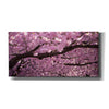 'Cherry Blossom Tree Panorama' by Nicklas Gustafsson Canvas Wall Art