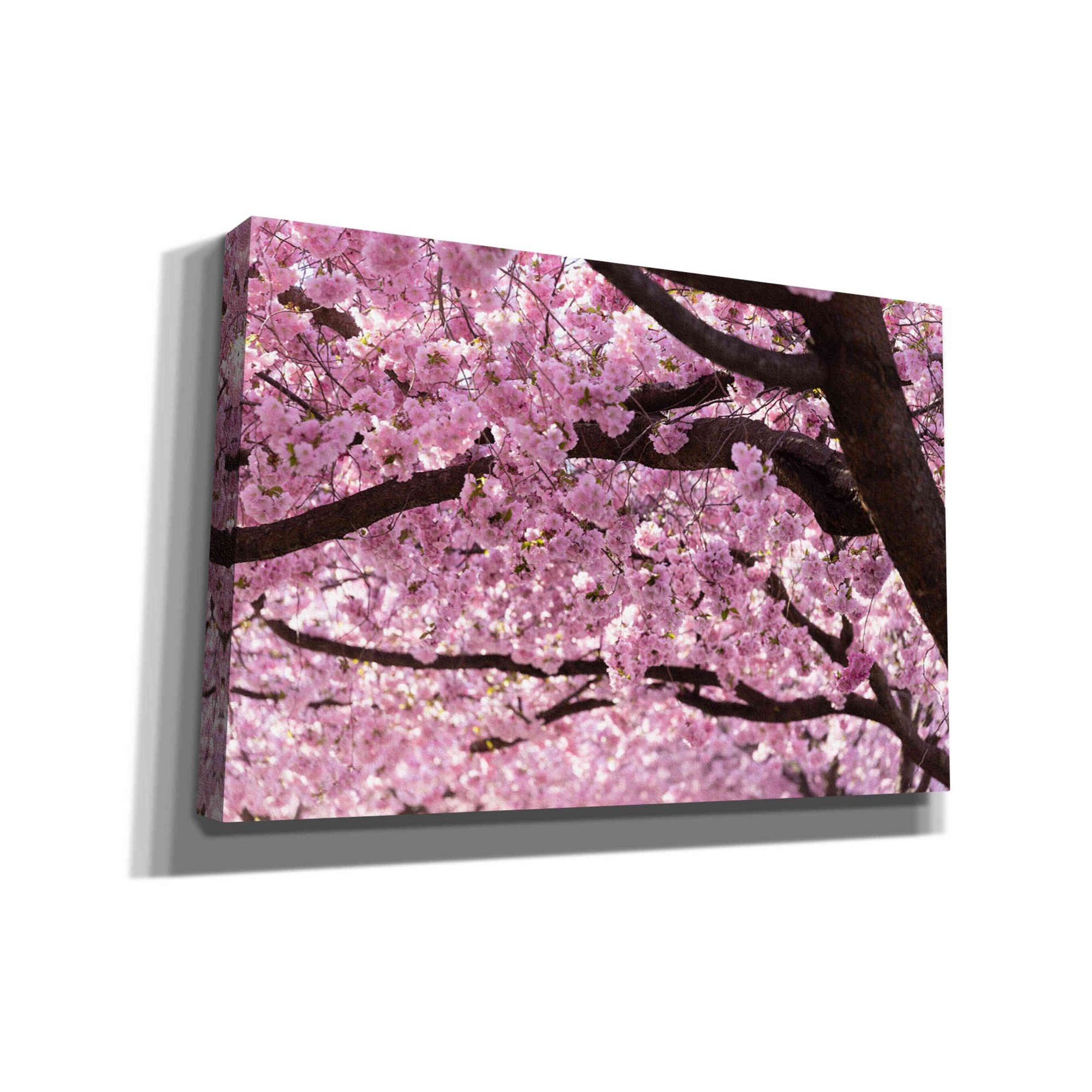 'Cherry Blossom Trees' by Nicklas Gustafsson Canvas Wall Art
