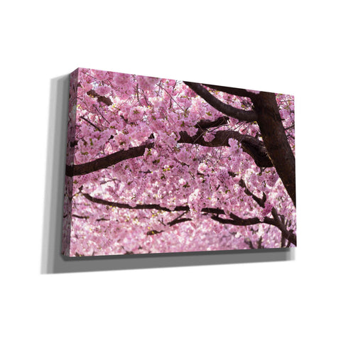 Image of 'Cherry Blossom Trees' by Nicklas Gustafsson Canvas Wall Art