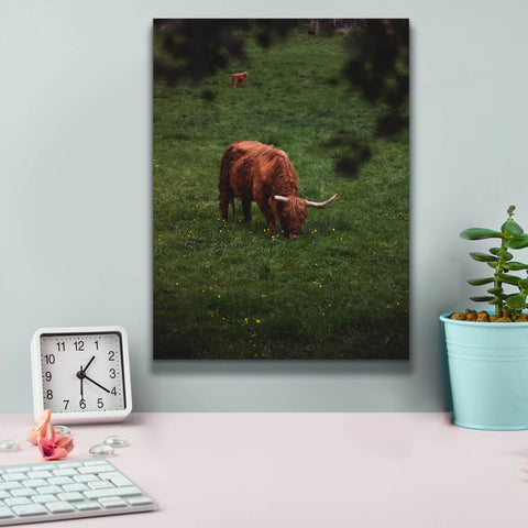 Image of 'Grazing Highlander' by Nicklas Gustafsson Canvas Wall Art,12x16