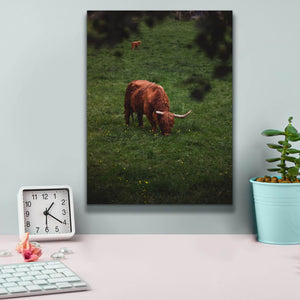 'Grazing Highlander' by Nicklas Gustafsson Canvas Wall Art,12x16