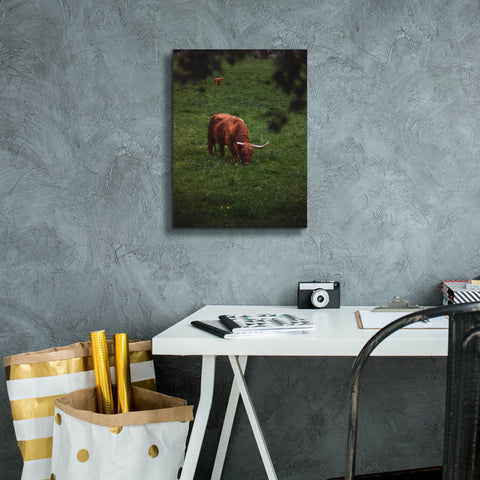 Image of 'Grazing Highlander' by Nicklas Gustafsson Canvas Wall Art,12x16