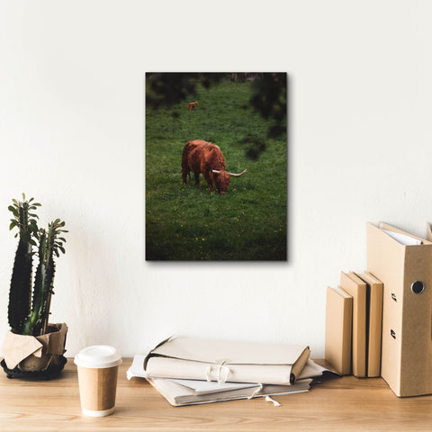 Image of 'Grazing Highlander' by Nicklas Gustafsson Canvas Wall Art,12x16