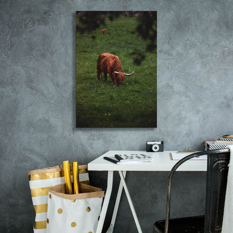 Image of 'Grazing Highlander' by Nicklas Gustafsson Canvas Wall Art,18x26