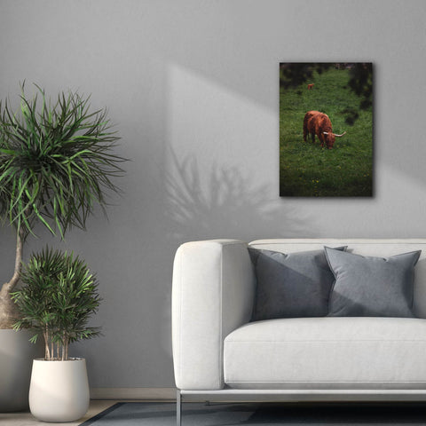 Image of 'Grazing Highlander' by Nicklas Gustafsson Canvas Wall Art,18x26