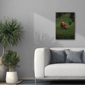 'Grazing Highlander' by Nicklas Gustafsson Canvas Wall Art,18x26