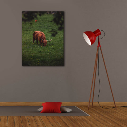 Image of 'Grazing Highlander' by Nicklas Gustafsson Canvas Wall Art,26x34