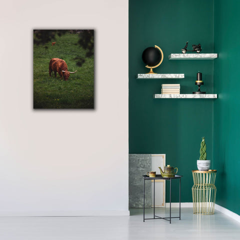 Image of 'Grazing Highlander' by Nicklas Gustafsson Canvas Wall Art,26x34