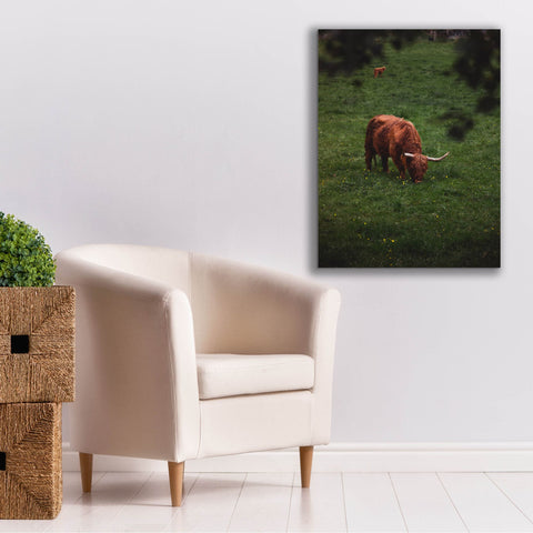 Image of 'Grazing Highlander' by Nicklas Gustafsson Canvas Wall Art,26x34