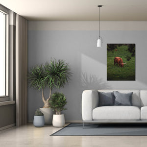 'Grazing Highlander' by Nicklas Gustafsson Canvas Wall Art,26x34