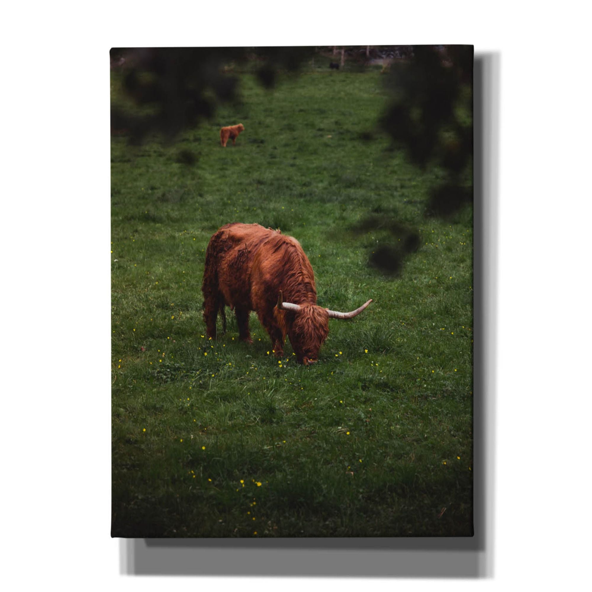 'Grazing Highlander' by Nicklas Gustafsson Canvas Wall Art
