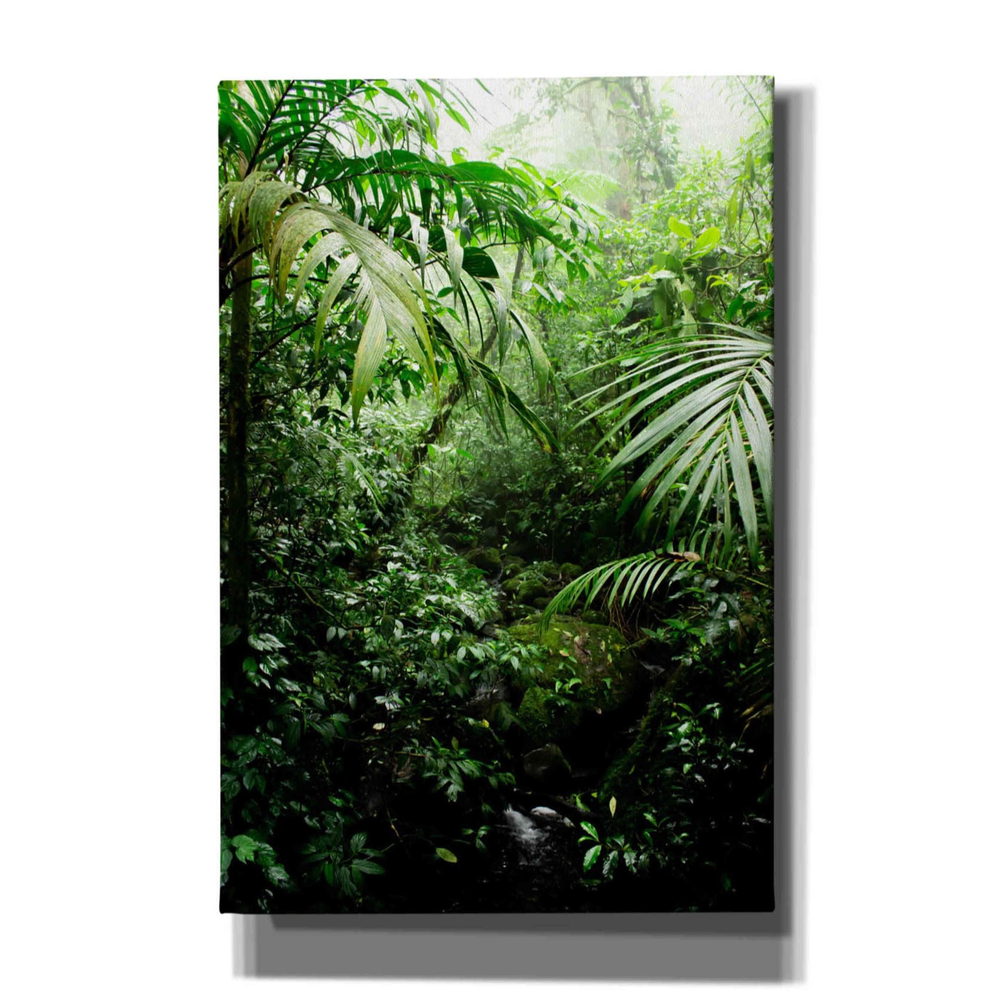 'Misty Rainforest Creek' by Nicklas Gustafsson Canvas Wall Art