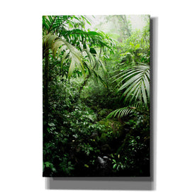 'Misty Rainforest Creek' by Nicklas Gustafsson Canvas Wall Art