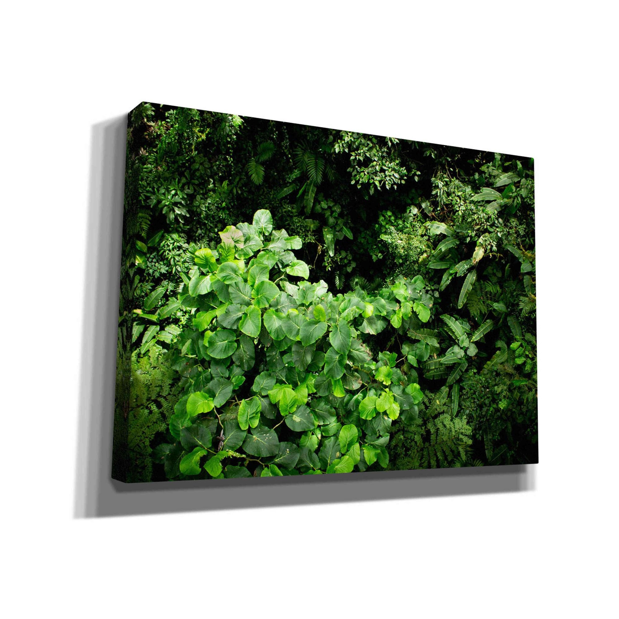 'Rainforest Canopy' by Nicklas Gustafsson Canvas Wall Art