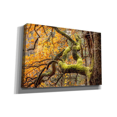 Image of 'Reaching Autumn Branch' by Nicklas Gustafsson Canvas Wall Art