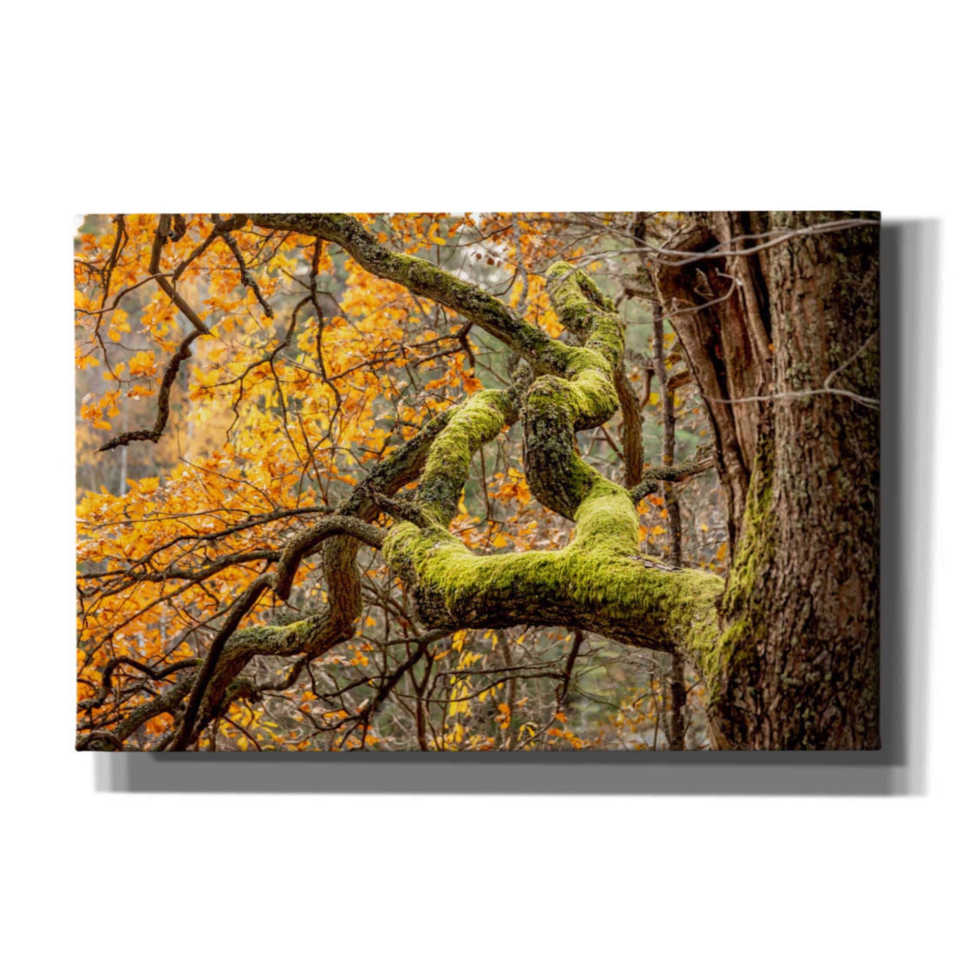 'Reaching Autumn Branch' by Nicklas Gustafsson Canvas Wall Art
