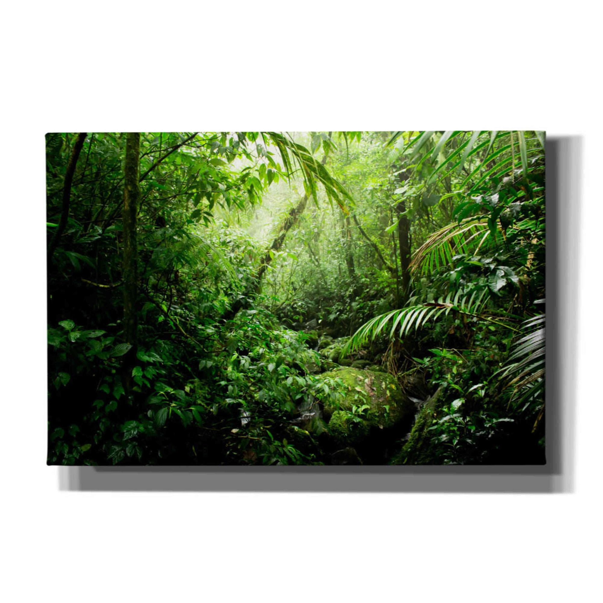 'Warm Glow Rainforest Creek' by Nicklas Gustafsson Canvas Wall Art