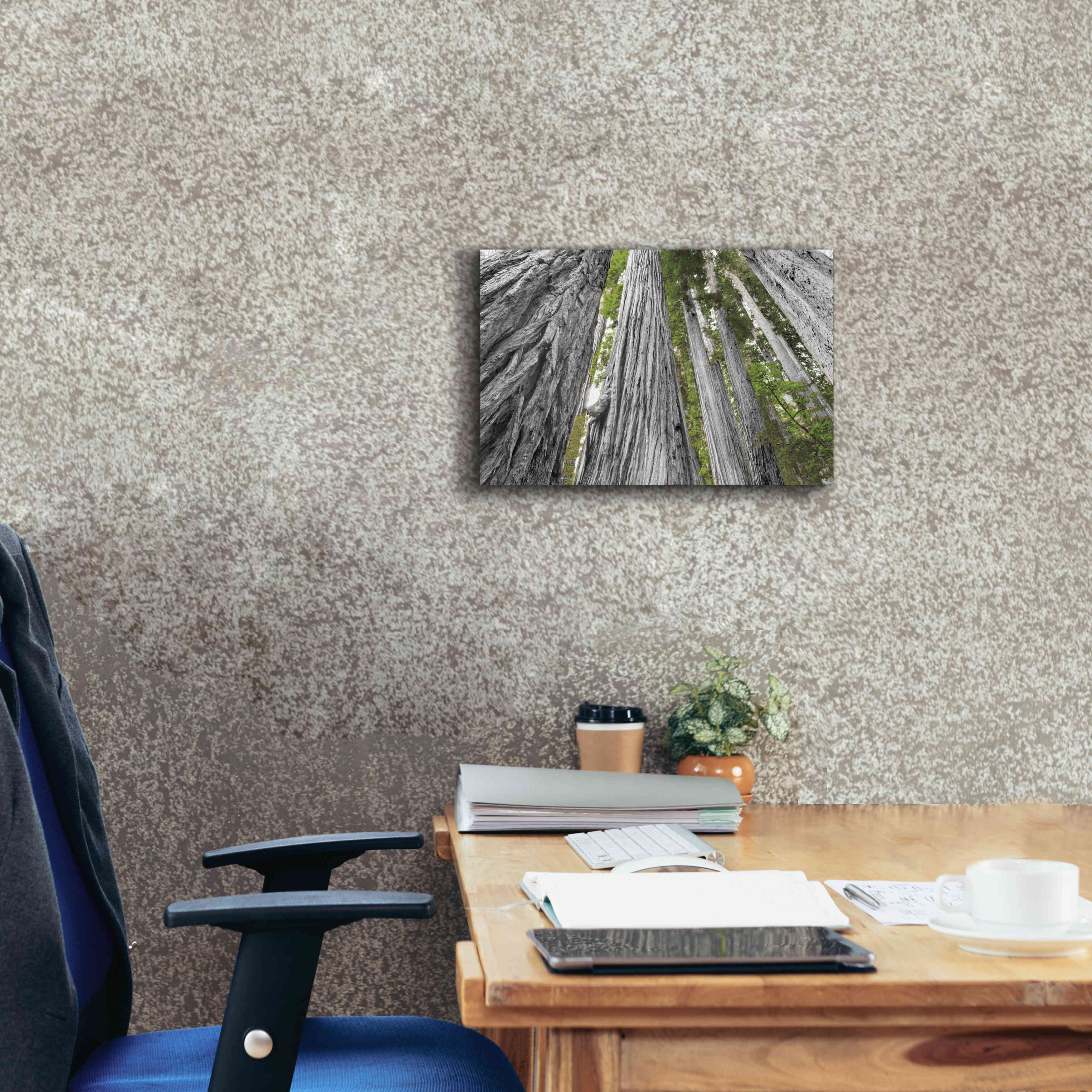 'Redwoods Forest IV BW With Color' by Alan Majchrowicz, Giclee Canvas Wall Art,18x12