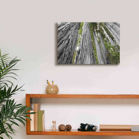 Image of 'Redwoods Forest IV BW With Color' by Alan Majchrowicz, Giclee Canvas Wall Art,18x12