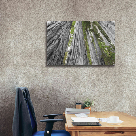 Image of 'Redwoods Forest IV BW With Color' by Alan Majchrowicz, Giclee Canvas Wall Art,40x26