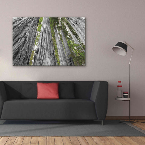 Image of 'Redwoods Forest IV BW With Color' by Alan Majchrowicz, Giclee Canvas Wall Art,60x40