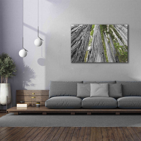 Image of 'Redwoods Forest IV BW With Color' by Alan Majchrowicz, Giclee Canvas Wall Art,60x40
