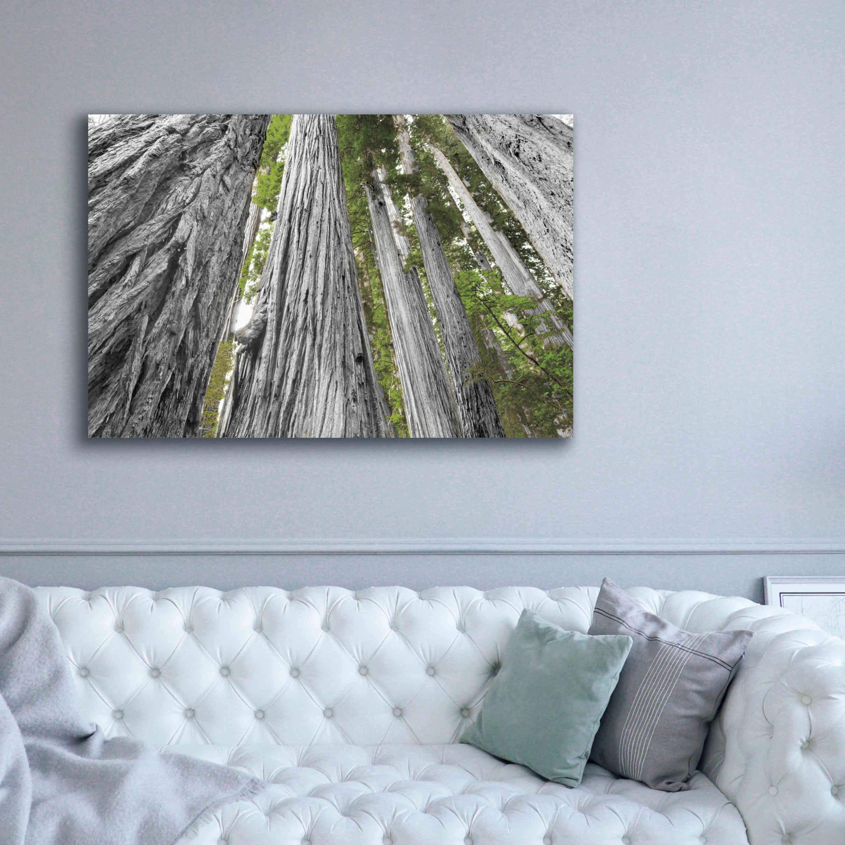 'Redwoods Forest IV BW With Color' by Alan Majchrowicz, Giclee Canvas Wall Art,60x40