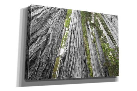 Image of 'Redwoods Forest IV BW With Color' by Alan Majchrowicz, Giclee Canvas Wall Art