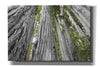 'Redwoods Forest IV BW With Color' by Alan Majchrowicz, Giclee Canvas Wall Art