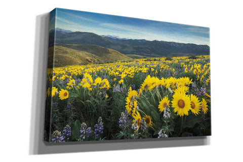 Image of 'Methow Valley Wildflowers IV' by Alan Majchrowicz, Giclee Canvas Wall Art