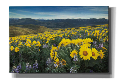 Image of 'Methow Valley Wildflowers IV' by Alan Majchrowicz, Giclee Canvas Wall Art