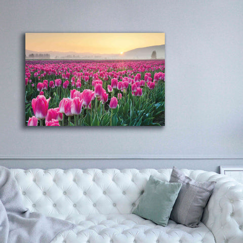 Image of 'Skagit Valley Tulips I' by Alan Majchrowicz, Giclee Canvas Wall Art,60x40