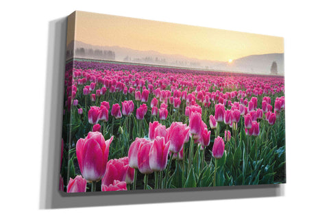 Image of 'Skagit Valley Tulips I' by Alan Majchrowicz, Giclee Canvas Wall Art