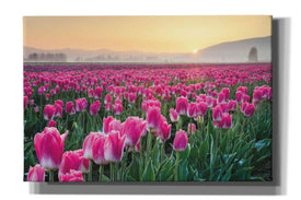 'Skagit Valley Tulips I' by Alan Majchrowicz, Giclee Canvas Wall Art