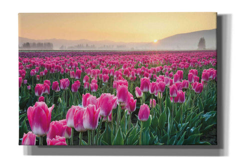 Image of 'Skagit Valley Tulips I' by Alan Majchrowicz, Giclee Canvas Wall Art