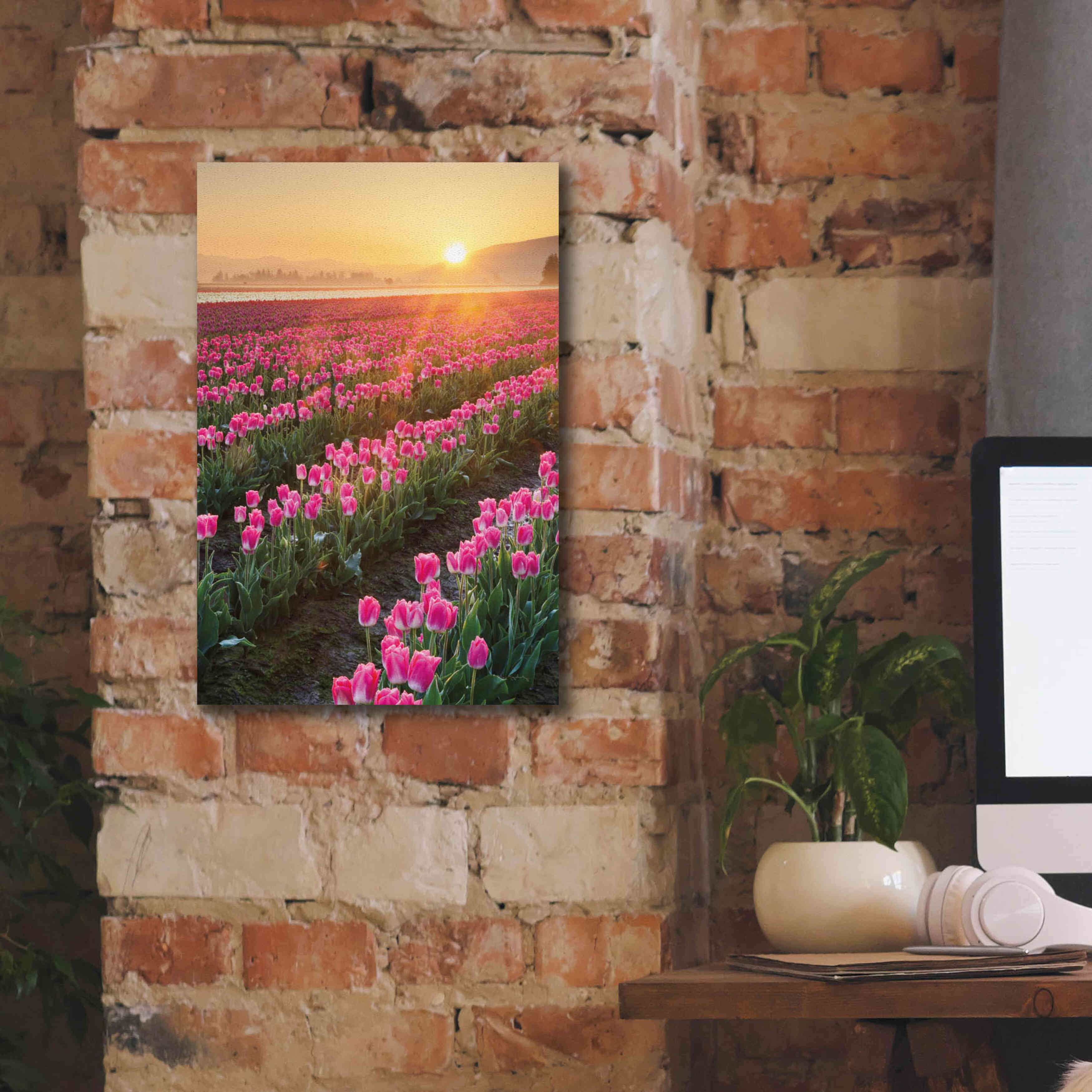 'Skagit Valley Tulips II' by Alan Majchrowicz,Giclee Canvas Wall Art,12x18