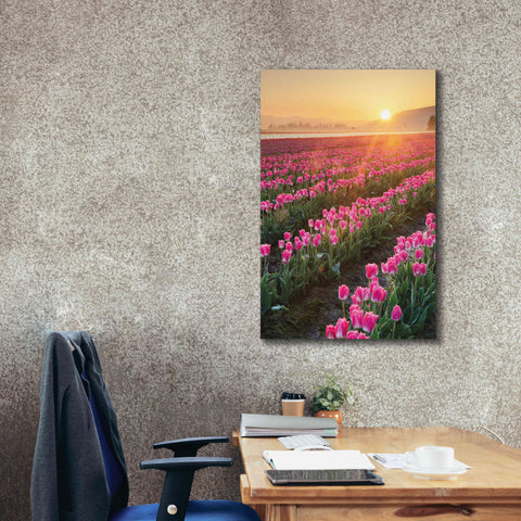 Image of 'Skagit Valley Tulips II' by Alan Majchrowicz,Giclee Canvas Wall Art,26x40