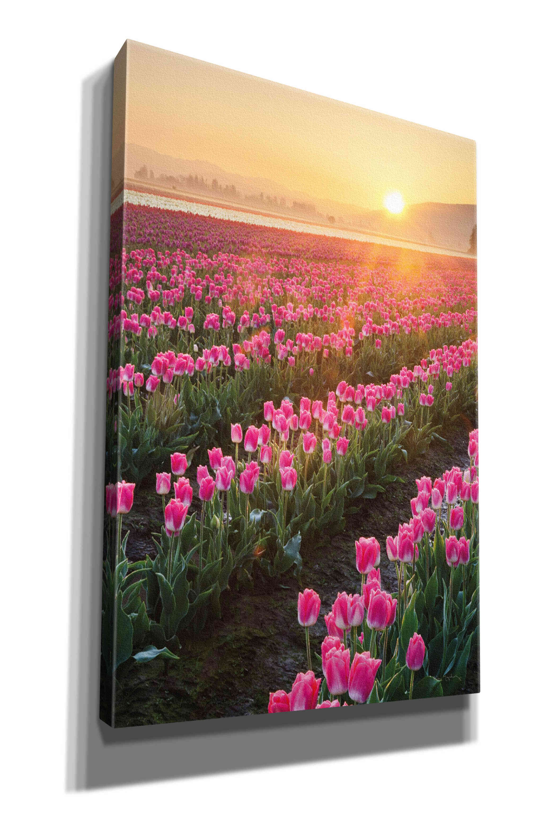 'Skagit Valley Tulips II' by Alan Majchrowicz,Giclee Canvas Wall Art