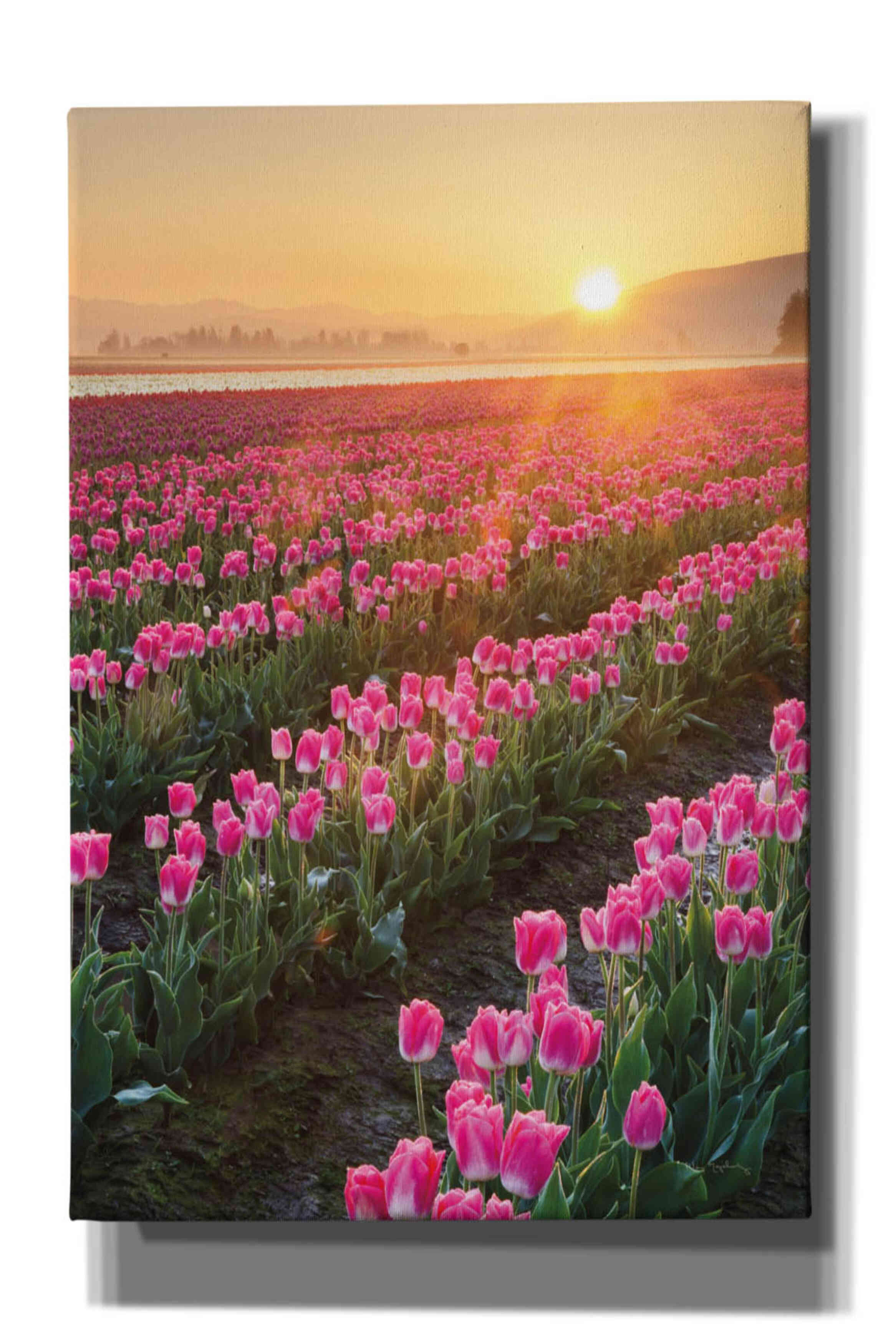 'Skagit Valley Tulips II' by Alan Majchrowicz,Giclee Canvas Wall Art