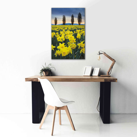 Image of 'Skagit Valley Daffodils I' by Alan Majchrowicz,Giclee Canvas Wall Art,26x40