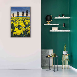 'Skagit Valley Daffodils I' by Alan Majchrowicz,Giclee Canvas Wall Art,26x40