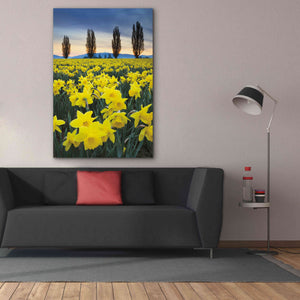 'Skagit Valley Daffodils I' by Alan Majchrowicz,Giclee Canvas Wall Art,40x60