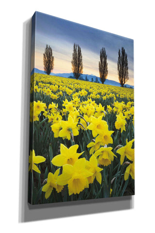Image of 'Skagit Valley Daffodils I' by Alan Majchrowicz,Giclee Canvas Wall Art