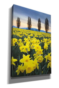 'Skagit Valley Daffodils I' by Alan Majchrowicz,Giclee Canvas Wall Art