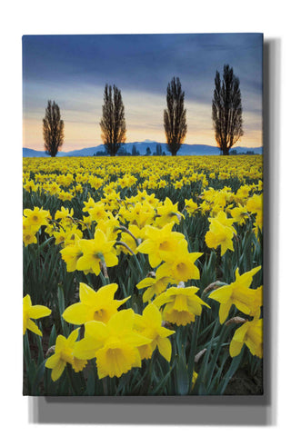 Image of 'Skagit Valley Daffodils I' by Alan Majchrowicz,Giclee Canvas Wall Art