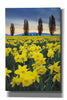 'Skagit Valley Daffodils I' by Alan Majchrowicz,Giclee Canvas Wall Art
